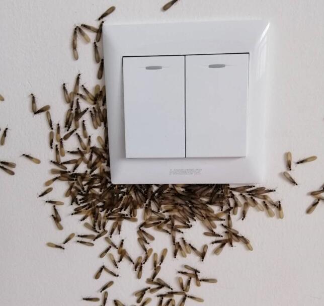 家里有了白蚁怎么办？