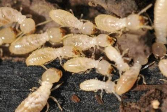 白蚁的生活环境与哪些有关